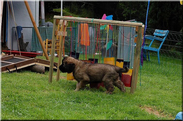 leonberger 084.jpg